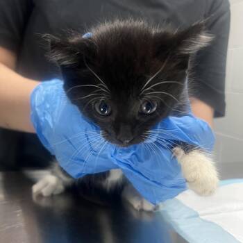 Domestic Short Hair Cats Available for Adoption in Summerville, South Carolina - Socks | PetCurious