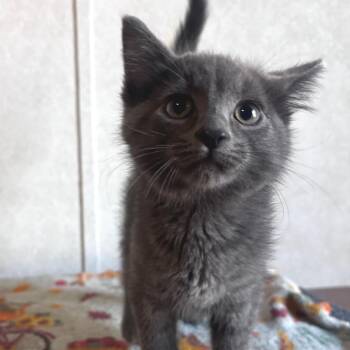 Jinx -  Domestic Short Hair Cat for Adoption in Belleville, Illinois - Jinx | PetCurious