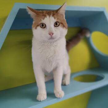 Loki -  Domestic Short Hair Cat for Adoption in Jersey City, New Jersey - Loki | PetCurious