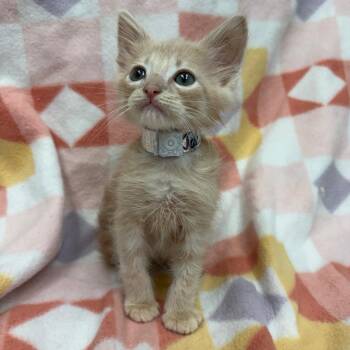 Jackson -  Domestic Short Hair Cat for Adoption in West Point, Mississippi - Jackson | PetCurious