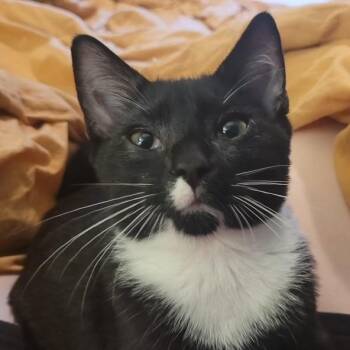 Anchovy -  Domestic Short Hair Cat for Adoption in West Warwick, Rhode Island - Anchovy | PetCurious