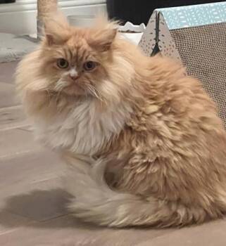 Persian Cats Available for Adoption - Mr Big | PetCurious