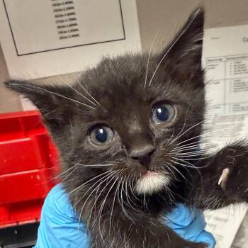 Frank/SULLIE -  Domestic Short Hair Cat Available for Adoption in Yuma, Arizona - Frank/SULLIE | PetCurious