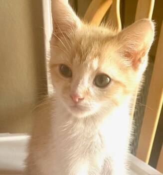 Domestic Short Hair Cats Available for Adoption in Beaverton, Oregon - Sly | PetCurious