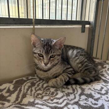 Curry -  Domestic Short Hair Cat for Adoption in Goleta, California - Curry | PetCurious