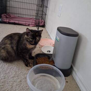 Artemis -  Domestic Long Hair and Domestic Medium Hair Cat for Adoption in San Antonio, Texas - Artemis | PetCurious
