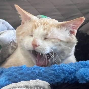 Domestic Short Hair Cats Available for Adoption - Paulie | PetCurious