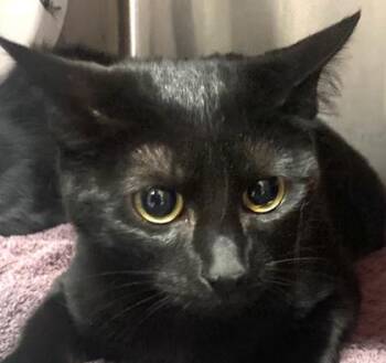 Domestic Short Hair Cats Available for Adoption in Cincinnati, Ohio - Joe-Joes | PetCurious