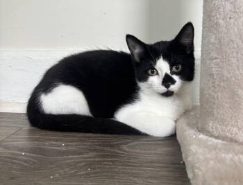 Rescue Domestic Short Hair Cats for Adoption in Woodbridge Township, New Jersey - Henri(etta) | PetCurious