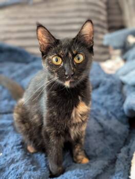 Tortoiseshell Cats Available for Adoption in Richmond, Virginia - Peep | PetCurious