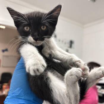 Cubs -  Domestic Short Hair Cat Available for Adoption in Edinburg, Texas - Cubs | PetCurious
