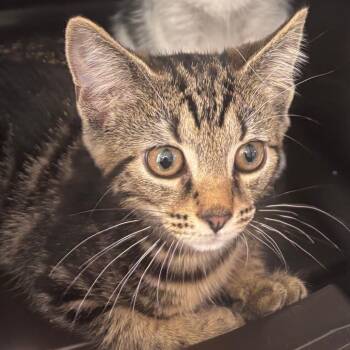 Houdini -  Domestic Short Hair Cat for Adoption in Indianapolis, Indiana - Houdini | PetCurious