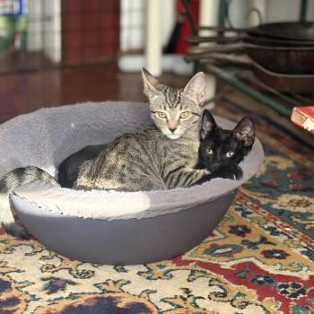 Freak and Dandelion -  Domestic Short Hair Cat for Adoption in Seattle, Washington - Freak And Dandelion | PetCurious