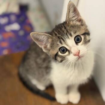 Domestic Short Hair Cats Available for Adoption in Brownsboro, Alabama - Dingo | PetCurious