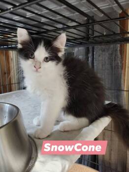 Domestic Long Hair Cats Available for Adoption in Cosby, Tennessee - SnowCone | PetCurious