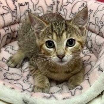 Hammerhead -  Tabby Cat for Adoption in Green Valley, Arizona - Hammerhead | PetCurious