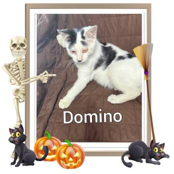 Rescue Domestic Short Hair Cats for Adoption in Lebanon, Missouri - Domino | PetCurious