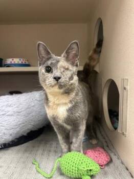Frittata -  Domestic Short Hair Cat for Adoption in Quakertown, Pennsylvania - Frittata | PetCurious