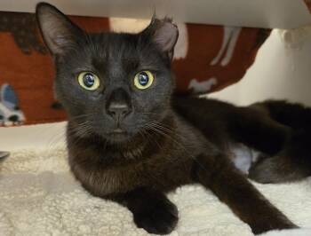 Marnie -  Domestic Short Hair Cat Available for Adoption in Bellingham, Washington - Marnie | PetCurious