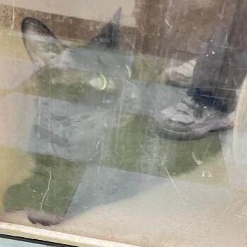 Babylon -  Domestic Short Hair Cat for Adoption in Philadelphia, Pennsylvania - Babylon | PetCurious
