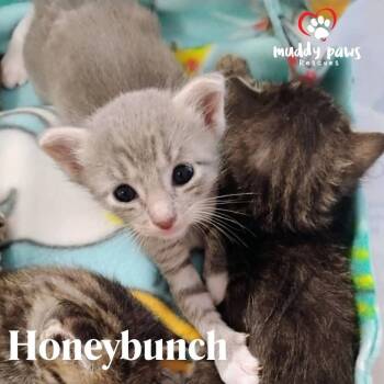 Rescue Domestic Short Hair Cats for Adoption in Council Bluffs, Iowa - Pumpy-Umpy-Umpkin Litter: Honeybunch | PetCurious