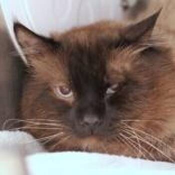 Fox -  Domestic Long Hair Cat for Adoption in Hilliard, Ohio - Fox | PetCurious