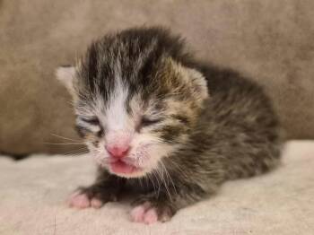 Domestic Short Hair Cats Available for Adoption in Buford, Georgia - Rosebud | PetCurious