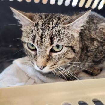 Ardeena -  Domestic Short Hair Cat Available for Adoption in Chapel Hill, North Carolina - Ardeena | PetCurious