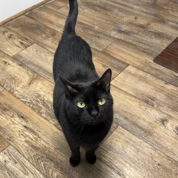 Rescue Domestic Short Hair Cats for Adoption in Bountiful, Utah - Diamond | PetCurious