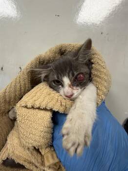 MILEY -  Domestic Short Hair Cat for Adoption in Ontario, California - MILEY | PetCurious