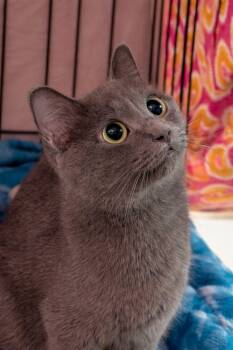 Domestic Short Hair Cats Available for Adoption in Rocky Ridge, Maryland - Valentine | PetCurious