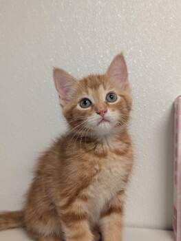 East -  Domestic Short Hair Cat for Adoption in St. Cloud, Minnesota - East | PetCurious