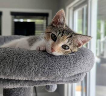 Jellybean -  Calico and Domestic Short Hair Cat for Adoption in Garner, North Carolina - Jellybean | PetCurious