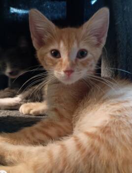 Henna26 -  Domestic Short Hair Cat for Adoption in Youngsville, North Carolina - Henna26 | PetCurious
