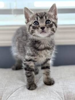 Domestic Short Hair Cats Available for Adoption in Newnan, Georgia - Pockets | PetCurious