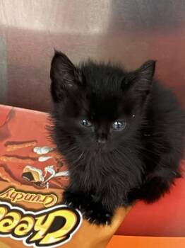 Domestic Short Hair Cats Available for Adoption in Mobile, Alabama - Victoria | PetCurious