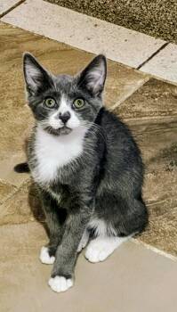 Phin -  Domestic Short Hair Cat for Adoption in Springfield, Pennsylvania - Phin | PetCurious