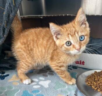 Bowie -  Domestic Short Hair Cat for Adoption in Westland, Michigan - Bowie | PetCurious
