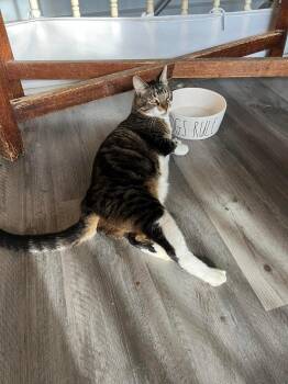 Rescue Domestic Short Hair Cats for Adoption in Stoughton, Wisconsin - Meebs (cerebellar Hypoplasia) | PetCurious