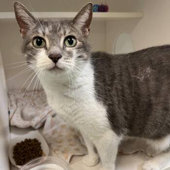 Mary -  Domestic Short Hair Cat for Adoption in Philadelphia, Pennsylvania - Mary | PetCurious