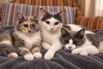 Monica the mom -Walter and jolene(babies) -  Domestic Long Hair Cat for Adoption in Charlotte, North Carolina - Monica The Mom -Walter And Jolene(babies) | PetCurious