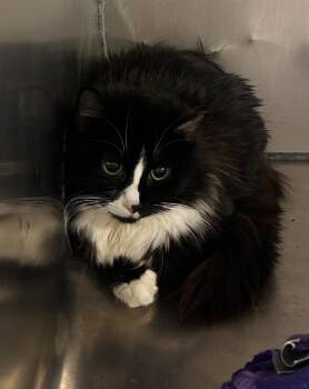 Domestic Long Hair Cats Available for Adoption in Cumming, Georgia - Renata | PetCurious