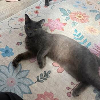 Pecorino -  Domestic Short Hair Cat for Adoption in Evanston, Illinois - Pecorino | PetCurious