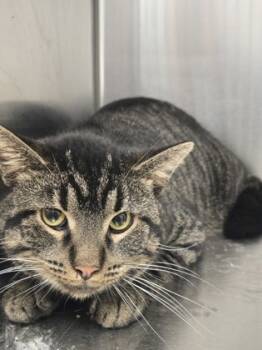 Rescue Domestic Short Hair Cats for Adoption in Batavia, Ohio - Yosemite Sam | PetCurious