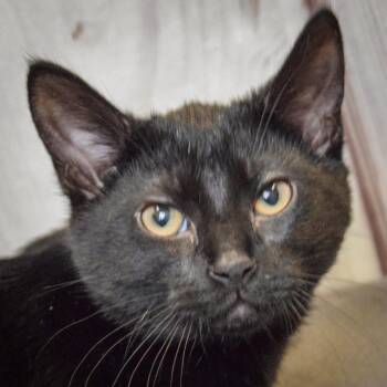 Gus -  Bombay and Domestic Short Hair Cat for Adoption in Huntley, Illinois - Gus | PetCurious