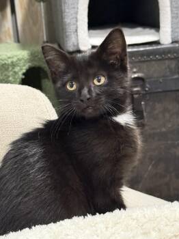 Rescue Domestic Short Hair Cats for Adoption in Sioux City, Iowa - Carter | PetCurious