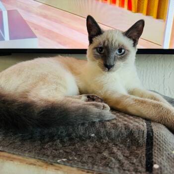 Rescue Domestic Short Hair and Siamese Cats for Adoption in Volcano, Hawaii - Kindred (COH-A-64884) | PetCurious