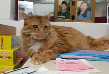 Kitty -  Domestic Long Hair Cat for Adoption in Swanzey, New Hampshire - Kitty | PetCurious
