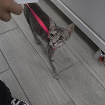 Kit Kat -  Domestic Short Hair and Tabby Cat for Adoption in Liverpool, Texas - Kit Kat | PetCurious