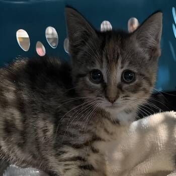 Celia - Chow Hound Northland -  Domestic Short Hair Cat for Adoption in Grand Rapids, Michigan - Celia - Chow Hound Northland | PetCurious